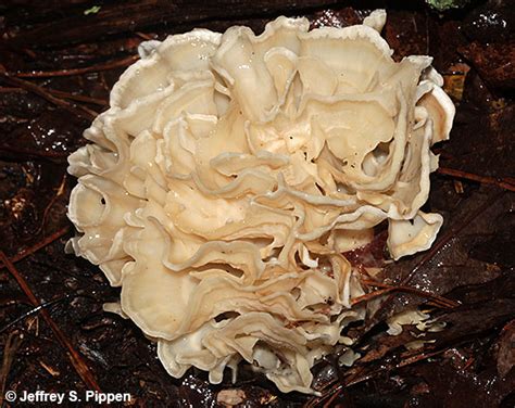North Carolina Mushrooms Fungi