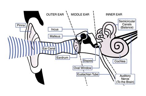 Causes Of Glue Ear Information About Glue Ear