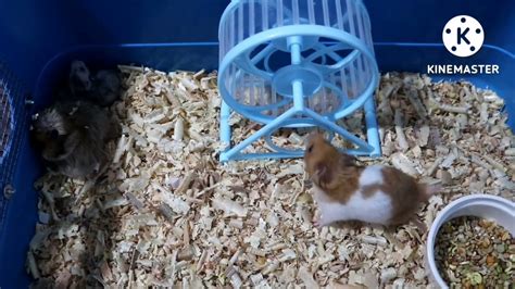 Happy Hamster Play In A Cage Part1 Youtube