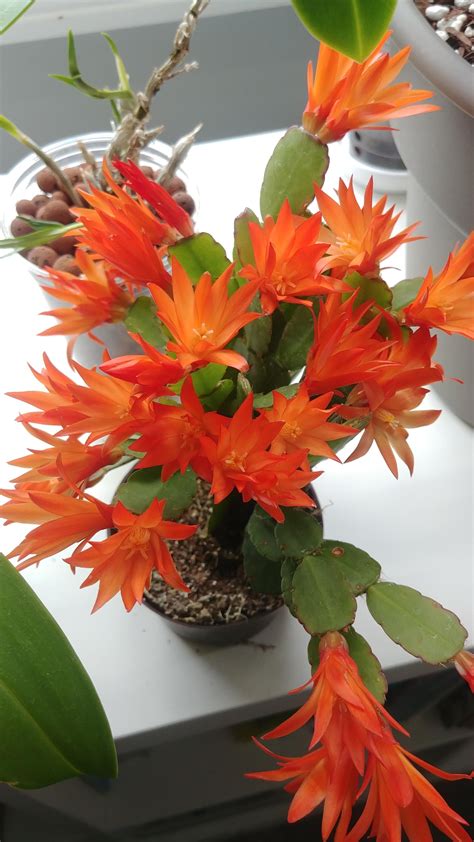 Ive Been Looking For An Orange Blooming Easter Cactus For A While Now