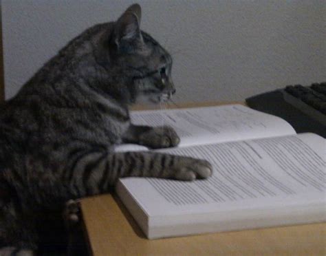 Student Cat Is An Amazing Cat Stupid Things Dog Cat Student Cats
