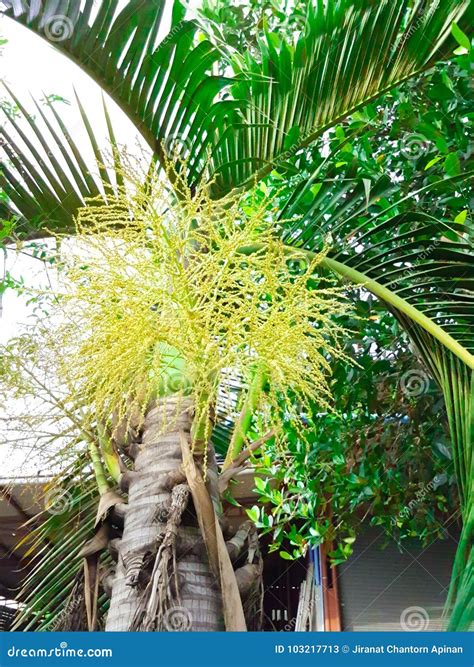 The Yellow Flower Of Palm Tree Stock Image Image Of Leaf Green