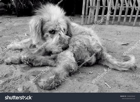 Dogs Dermatitis Leprosy Itching Scratching Wound Stock Photo 1046626642