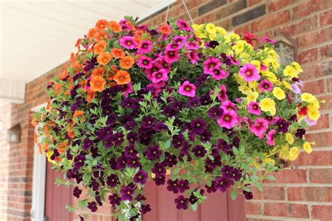 Prettiest Trailing Flowers For Hanging Baskets 10 Best Plants For
