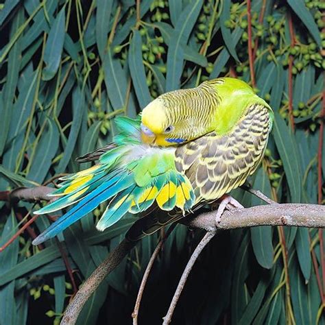 Rare Budgie Mutations Rare Parakeet Colors Color Parakeets Budgies