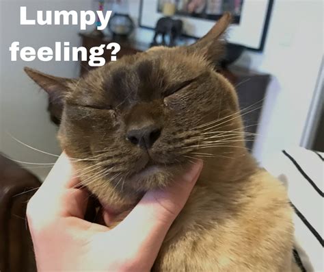Treating miliary dermatitis in cats. Why is the skin on my cat's neck lumpy? | Companion Animal ...