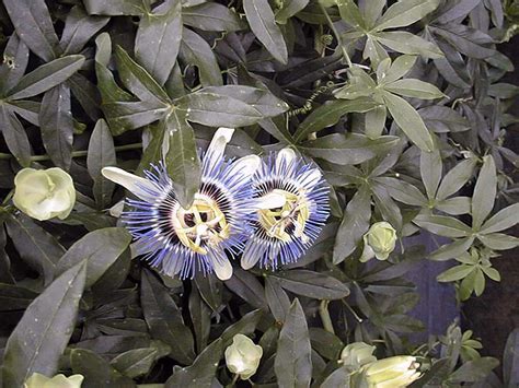 Blue Passion Flower Common Passion Flower Passiflora Caerulea