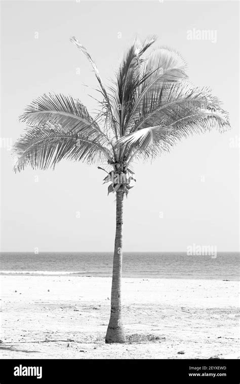 In Oman Arabic Sea The Hill Near Sandy Beach Sky Palm Stock Photo Alamy