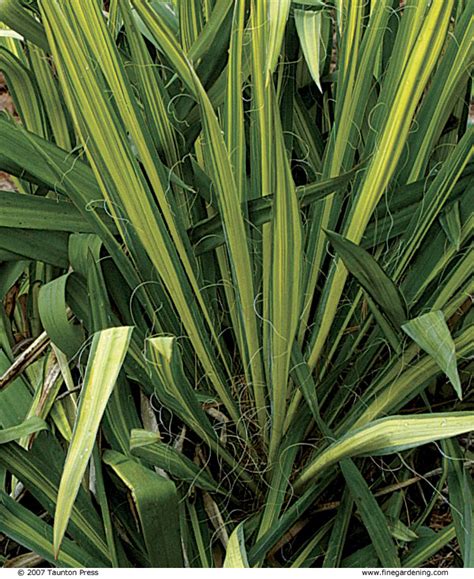 By including what are not cacti, cactiguide.com can be a more useful guide through the process of elimination. Plants with Personality - FineGardening