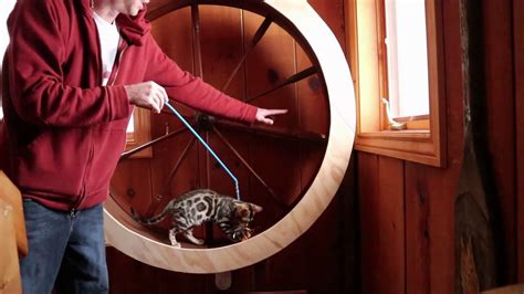 Just like you, the cat pets will remain fit if you put them to daily exercise routines. Easy Inexpensive Cat wheel DIY - YouTube