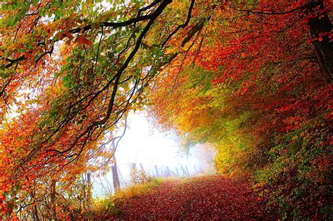 赤葉の木、 道路、 秋、 森、 葉、 木、 自然、 公園、 色、 カラフル、 散歩、 パス、 秋、 Hdデスクトップの壁紙