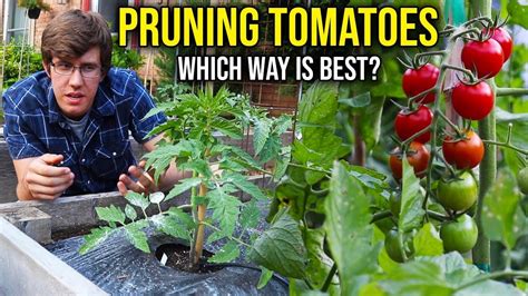 How To Prune Indeterminate Tomato Plants 4 Methods In 2022 Pruning Tomato Plants Tomato Prune
