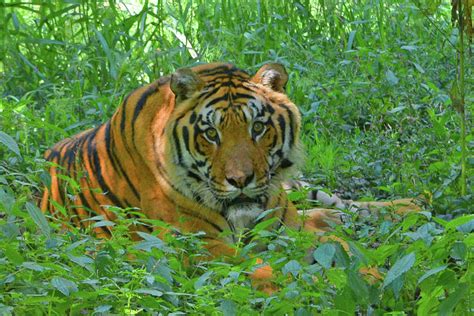 Bengal Tiger Watching Photograph By Robert Tubesing Pixels