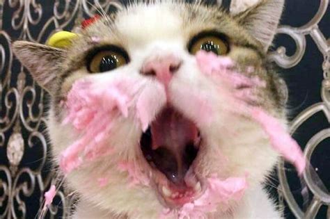 Cat That Got The Cream Gets More Than A Meow Ful Of Yummy Birthday Cake Mirror Online