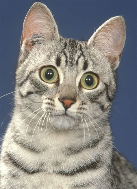 Egyptian Mau Cat Cat Breeds Encyclopedia Cat Breeds Egyptian Mau