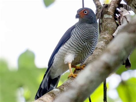 Lined Forest Falcon Ebird