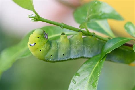 Green Chubby Worm Stock Image Image Of Plant Caterpillar 79951517