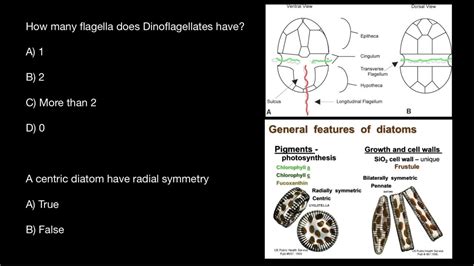 Dinoflagellates And Diatomes Youtube