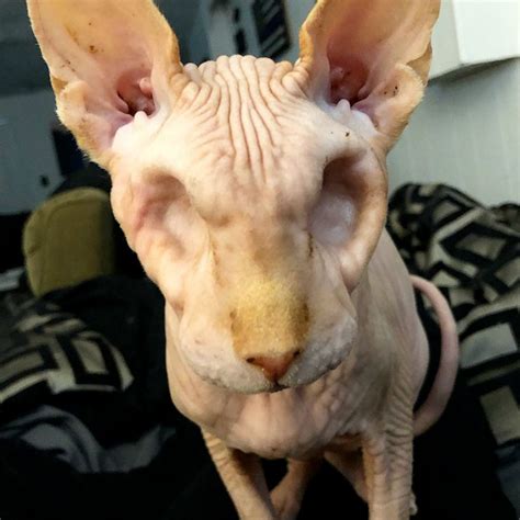This Eyeless Hairless Cat Is The Cutest Little Skeleton Good Morning