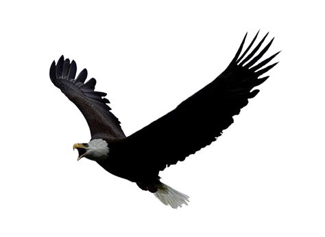 Eagle Png Image Free Download Transparent Image Download Size 1024x746px