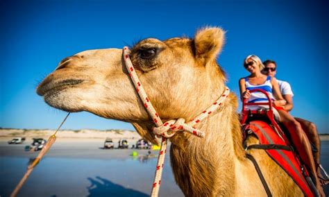 Book a sunset camel ride with the camels in blue and experience the difference with broome's original camel lady alison bird with 30 years experience of camel tours on cable beach. Cable Beach Sunset Camel Ride | Experience Oz