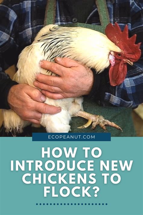 how to introduce new chicken to the flock step by step guide artofit