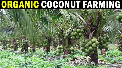 Organic Coconut Farming Cpcri Kasragode Kerala Organic Coconut
