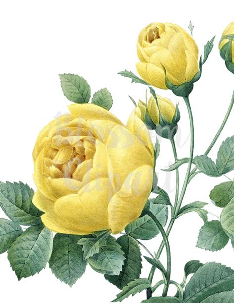 Yellow Roses Vintage Roses Clip Art Illustration Digital Etsy