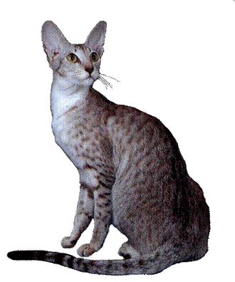 Then a woman followed her and solved the mystery. Available Siamese Oriental Kittens for sale ACFA CFA in ...
