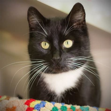 A Black And White Cat Called Jess Braintree Essex