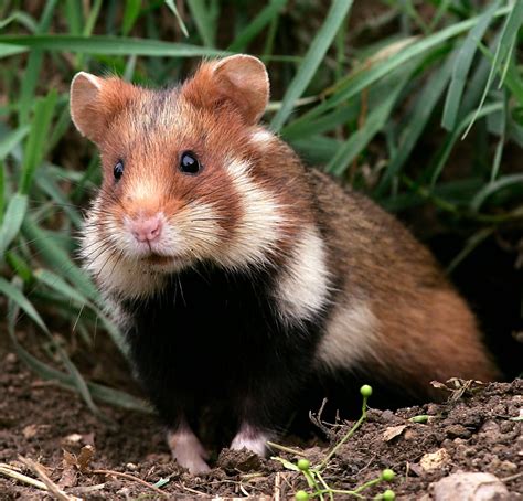 European Hamster Creatures Of The World Wikia Fandom Powered By Wikia