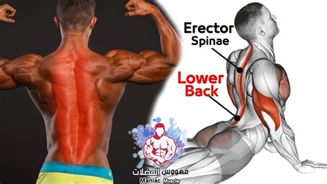 Best Exercise Erector Spinae Strong Lower Back Workout At Home 🔴