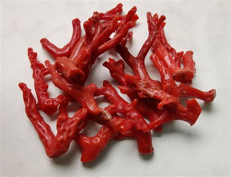 Red Coral 100 Natural Italian Coral Gemstone Loose Branch Etsy