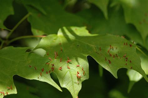 Field Biology In Southeastern Ohio Forest Entomology And Plant Pathology