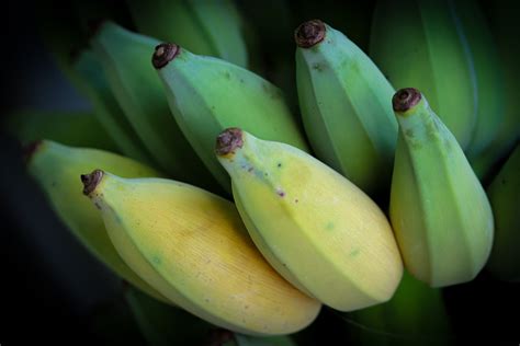 Everything You Should Know About The Blue Java Banana Tree Minneopa