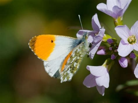 Orange Tip Butterfly Sussex Wildlife Trust