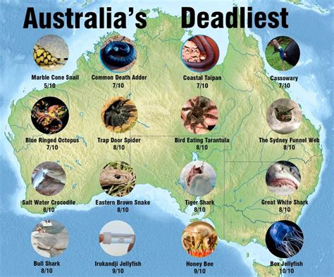 Australias Deadliest Deadly Animals In Australia Australia Animals