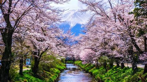The Most Beautiful Places To See Cherry Blossoms Around The World