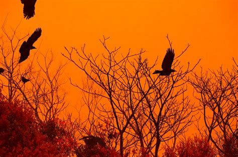 crows at sunset crows at sunset takashi yamagiwa flickr