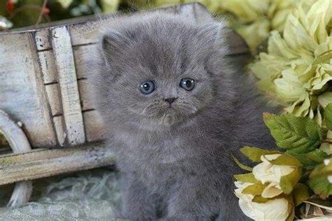 Pin By Kimberly Cox On I Love Cats Grey Kitten Persian Kittens Cat