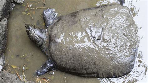 Only Known Female Yangtze Giant Softshell Turtle Dies Plants And Animals