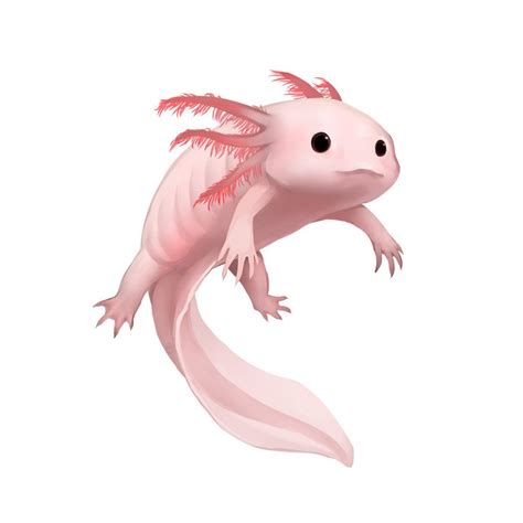Axolotl Drawing At Getdrawings Free Download