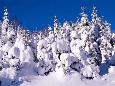 Spruce Trees Covered In Snow Canada Scenic Snow