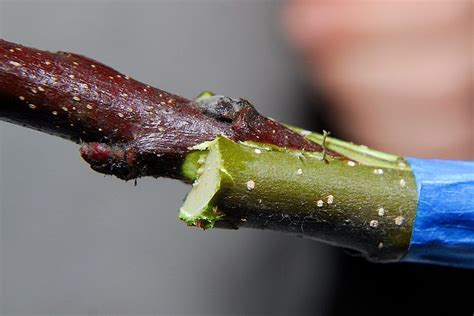 Scion In The Cleft Grafting Fruit Trees Growing Fruit Trees