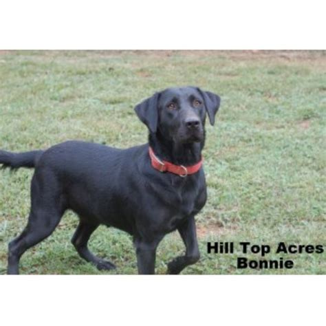 It was also in england that the breed earned its reputation as an extraordinary retriever of upland game. Hill Top Acre, Labrador Retriever Breeder in Lancing ...