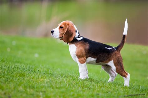Beagle Dog Breed Info Pictures Facts Traits And More