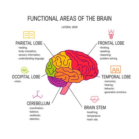 What Does The Cerebellum Do And Can You Live Without It Mindvalley Blog