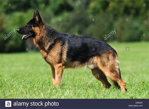 Long coated and short haired german shepherd puppies ready now. Black German Alsatian High Resolution Stock Photography ...