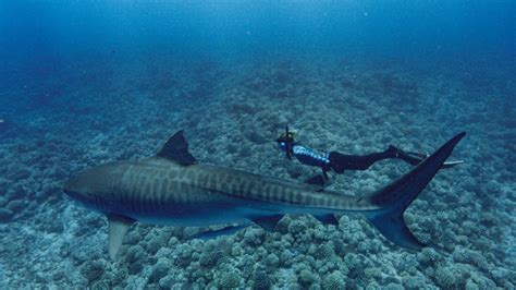 Worlds Biggest Tiger Shark Meet The Marine Biologist Searching For