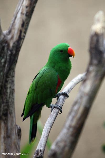 Male Eclectus Parrot Eclectus Roratus Tropical Birds Exotic Birds